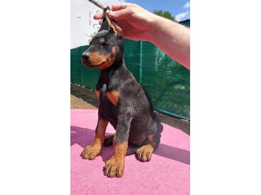 Πώληση κουτάβια Doberman